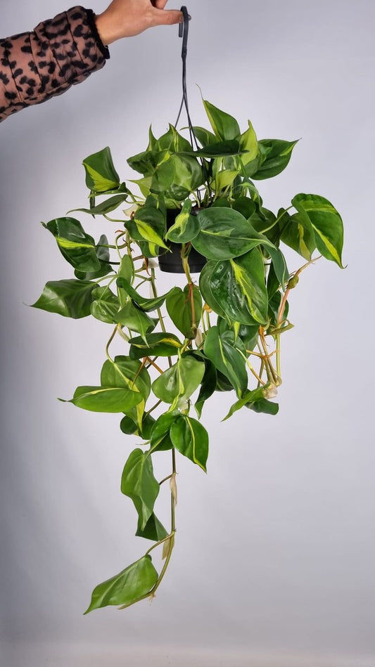 Merkloos Philodendron Scandens Brasil - Hangplant Voor Binnen - Potmaat 15 Cm - Ranklengte 20 Centimenter - Plants By Suus