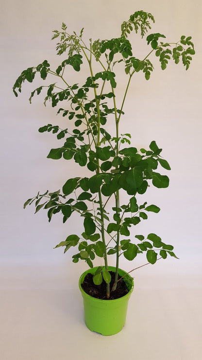  Moringa Oleifera Zaden - Zelf Moringa Oleifera Kweken - Moringa's Finest