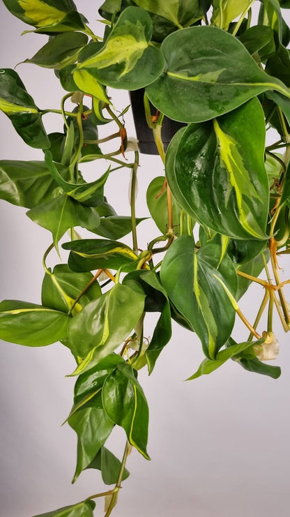Merkloos Philodendron Scandens Brasil - Hangplant Voor Binnen - Potmaat 15 Cm - Ranklengte 20 Centimenter - Plants By Suus