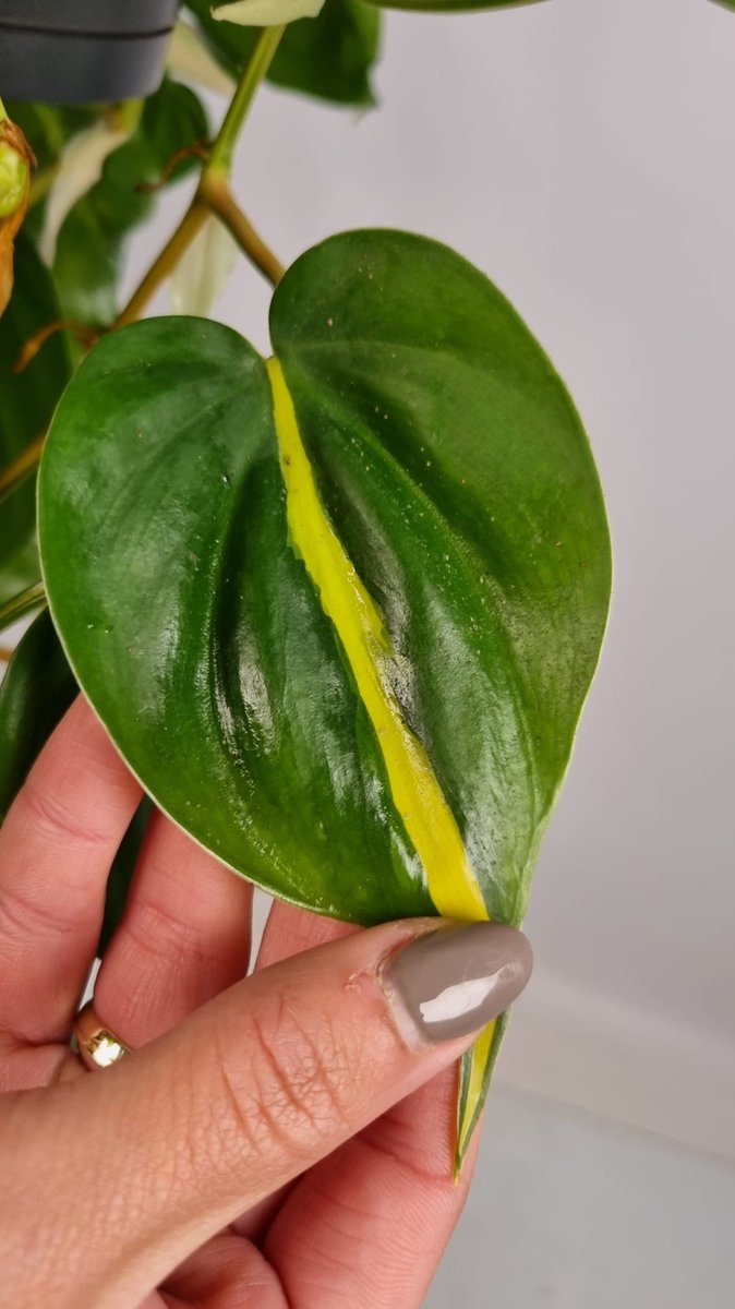 Merkloos Philodendron Scandens Brasil - Hangplant Voor Binnen - Potmaat 15 Cm - Ranklengte 20 Centimenter - Plants By Suus