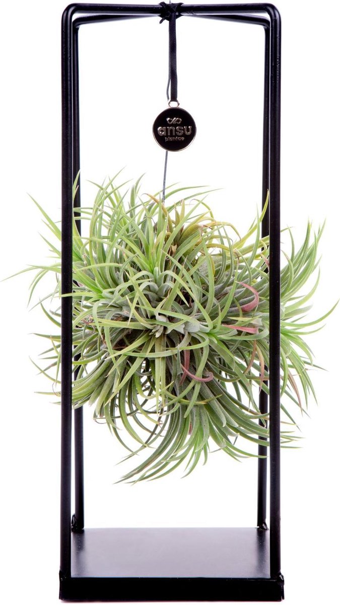  Deco Frame Met Airplant Tillandsia(S)