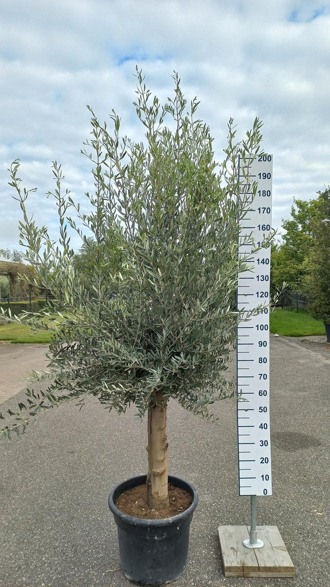  Olijfboom 200 Cm Hoog - Oude Olijfboom - Olea Europea
