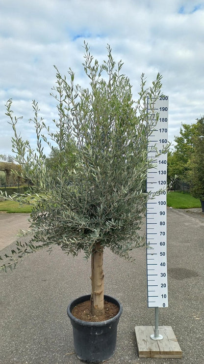  Olijfboom 200 Cm Hoog - Oude Olijfboom - Olea Europea
