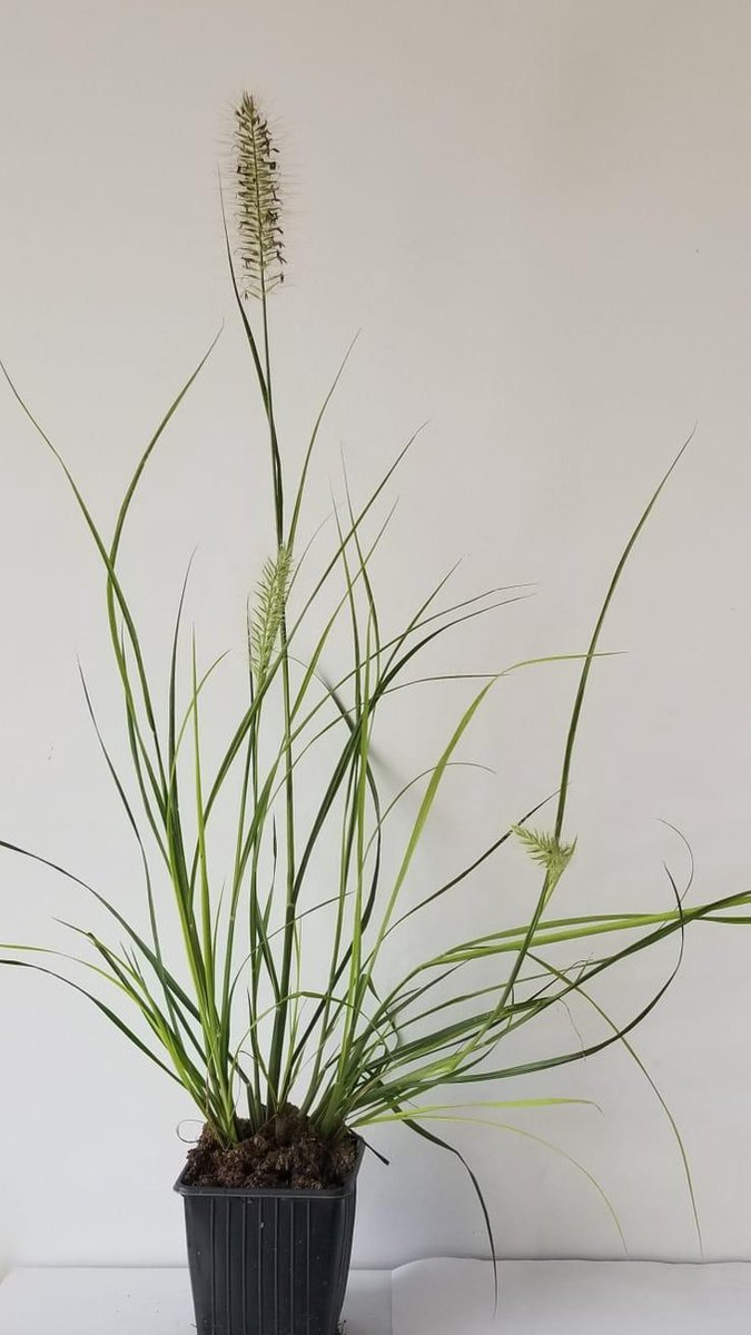  6x Pennisetum Hameln Lampenpoetsersgras In 9x9cm Pot