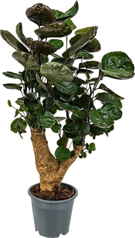  Polyscias 'Fabian Per Stuk | Sterke Tropische Kamerplant In Kwekers Pot ⌀12 Cm - ↕40 Cm