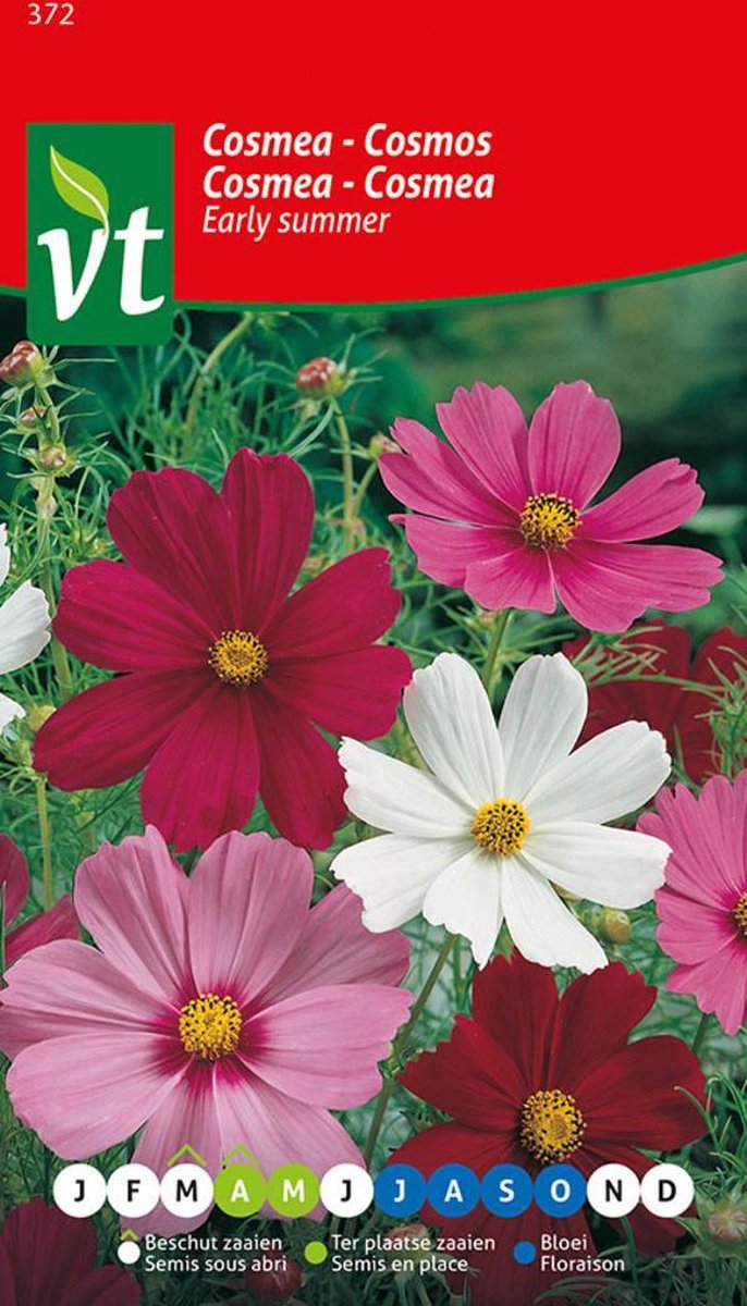  Cosmea Early Summer Een Zomer Vol Bloemen.