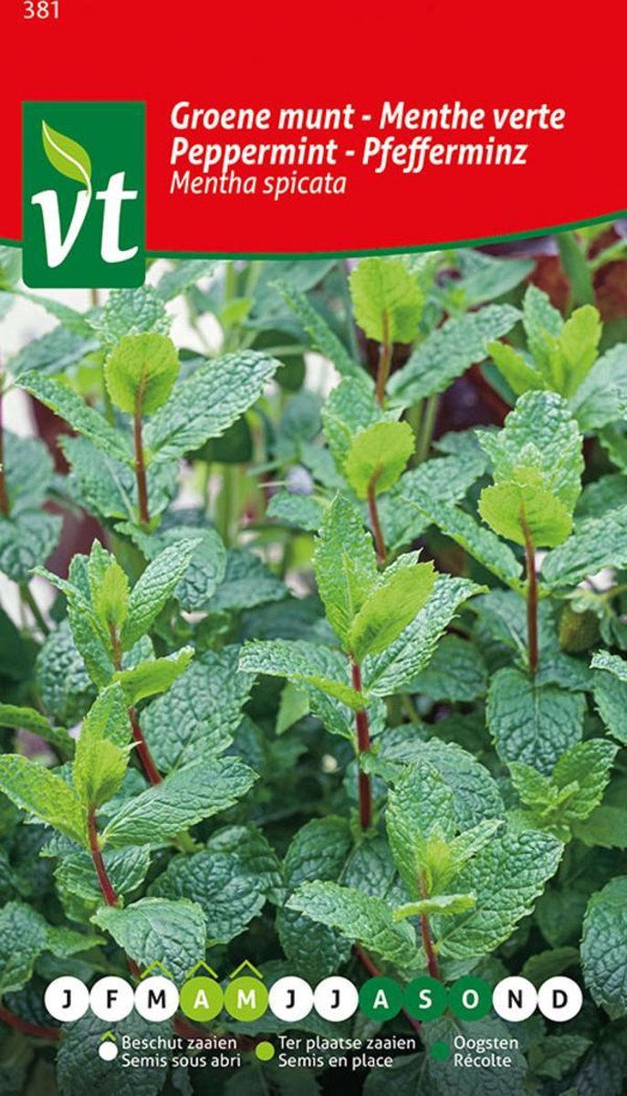  Groene Munt Mentha Spicata - Frisse Muntsmaak.