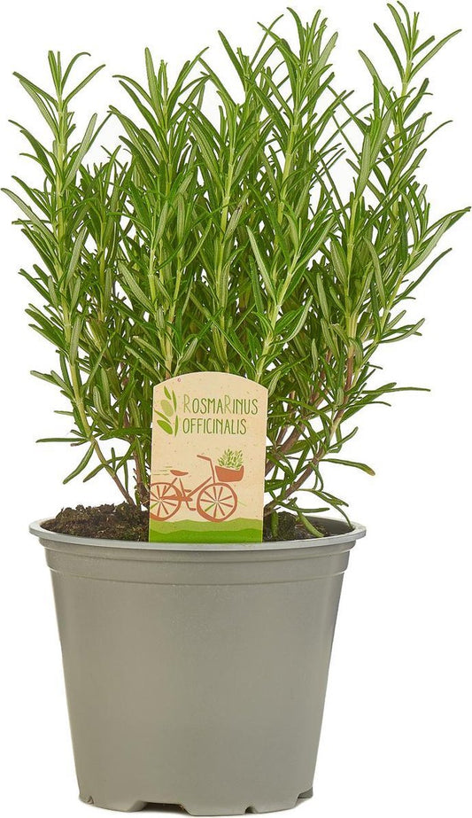  Mix Van 6 Italiaanse Kruidenplanten / The Herbs Family