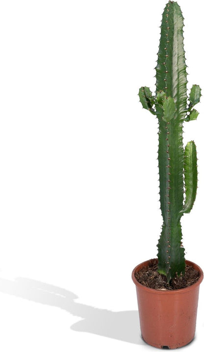  Euphorbia Acrurensis - Cactus - 50cm
