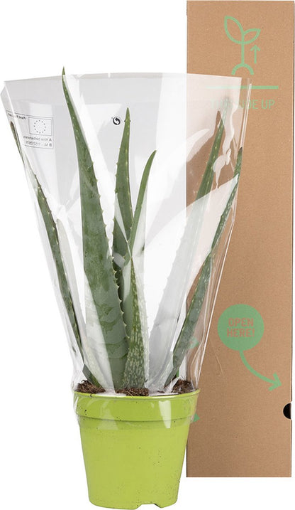  Dr. Green® Broeder Green - Met Kweekhandleiding - Aloë Vera Plant Groot 45 Cm - ø 15 Cm - Kamerplanten - Vetplant - Kamerplant Luchtzuiverend - Succulent