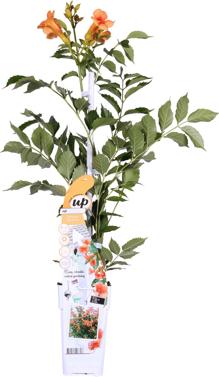  Campsis 'Indian Summer' - ↨65cm - Ø15