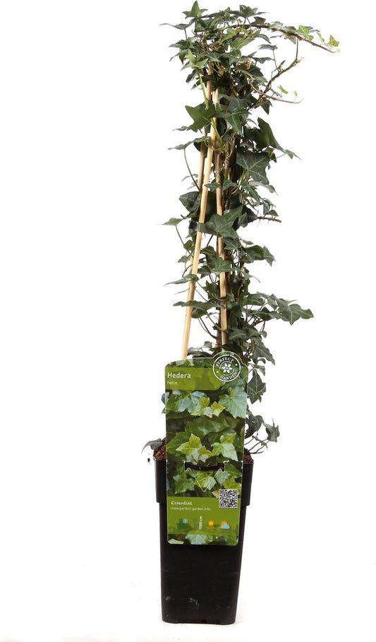  6 X Hedera Helix -Klimop 60-80cm In Pot
