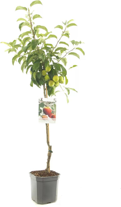  Appelboom - Malus Domestica Elstar - Najaarsappel - 150 Cm