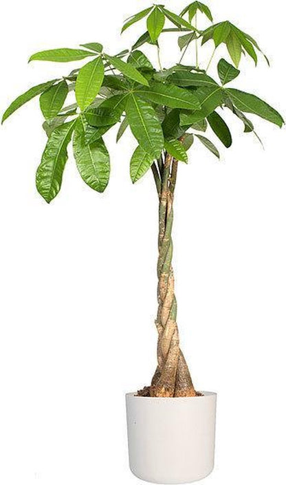  Elho B.for Soft Rond 30 - Bloempot Voor Binnen - Ø 29.5 X H 27.6 Cm - Wit