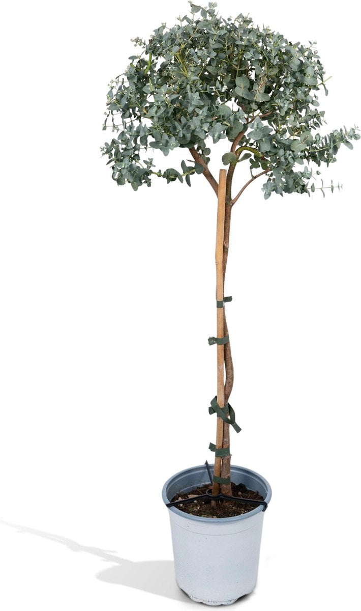  Eucalyptus Op Stam - 80cm - Ø17