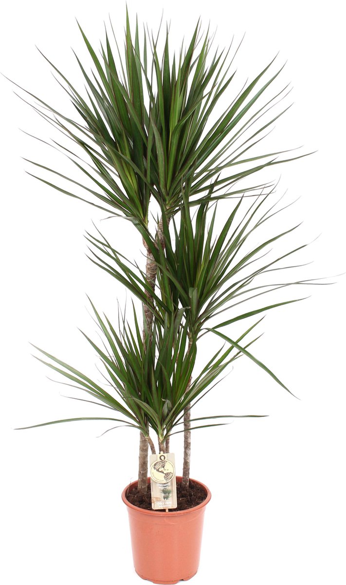  XXL Dracaena Marginata, Drakenbloedboom - 120cm Hoog, ø21cm Potmaat - Grote Kamerplant ,Tropische Palm - Vers Van De Kwekerij, Luchtzuiverend, Makkelijke Verzorging