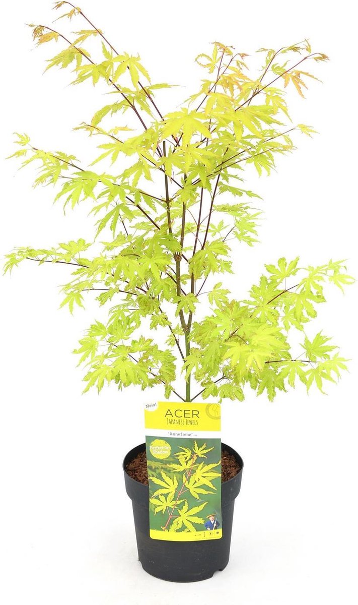  Acer Palmatum 'Anne Irene' - Japanse Esdoorn - Hoogte 40/50 Cm - 19cm Ø Pot - Bladkleur: Goud Geel