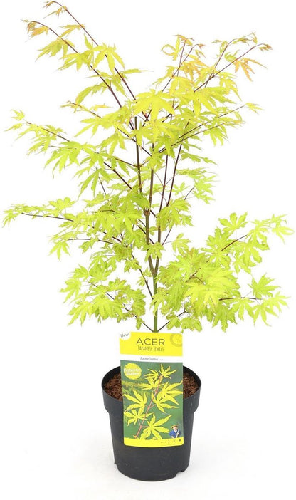  Acer Palmatum 'Anne Irene' - Japanse Esdoorn - Hoogte 40/50 Cm - 19cm Ø Pot - Bladkleur: Goud Geel