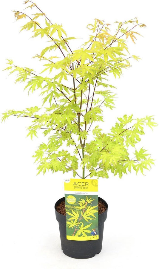  Acer Palmatum 'Anne Irene' - Japanse Esdoorn - Hoogte 40/50 Cm - 19cm Ø Pot - Bladkleur: Goud Geel