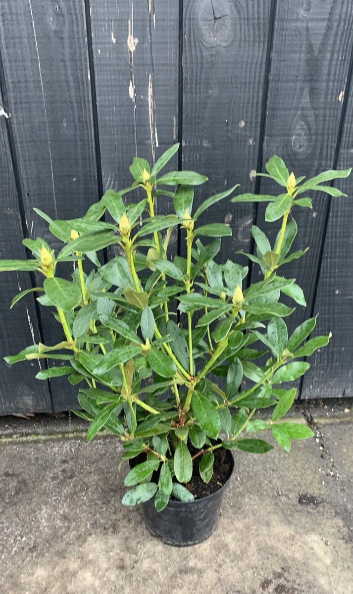  Rhododendron Box - 40 Stuks - Wit - 40/60 Cm Hoog - Incl. 8 Zakken Tuinturf 50L - Rhododendron 'cunningham's White' -