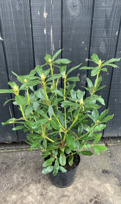 Rhododendron Box - 40 Stuks - Wit - 40/60 Cm Hoog - Incl. 8 Zakken Tuinturf 50L - Rhododendron 'cunningham's White' -