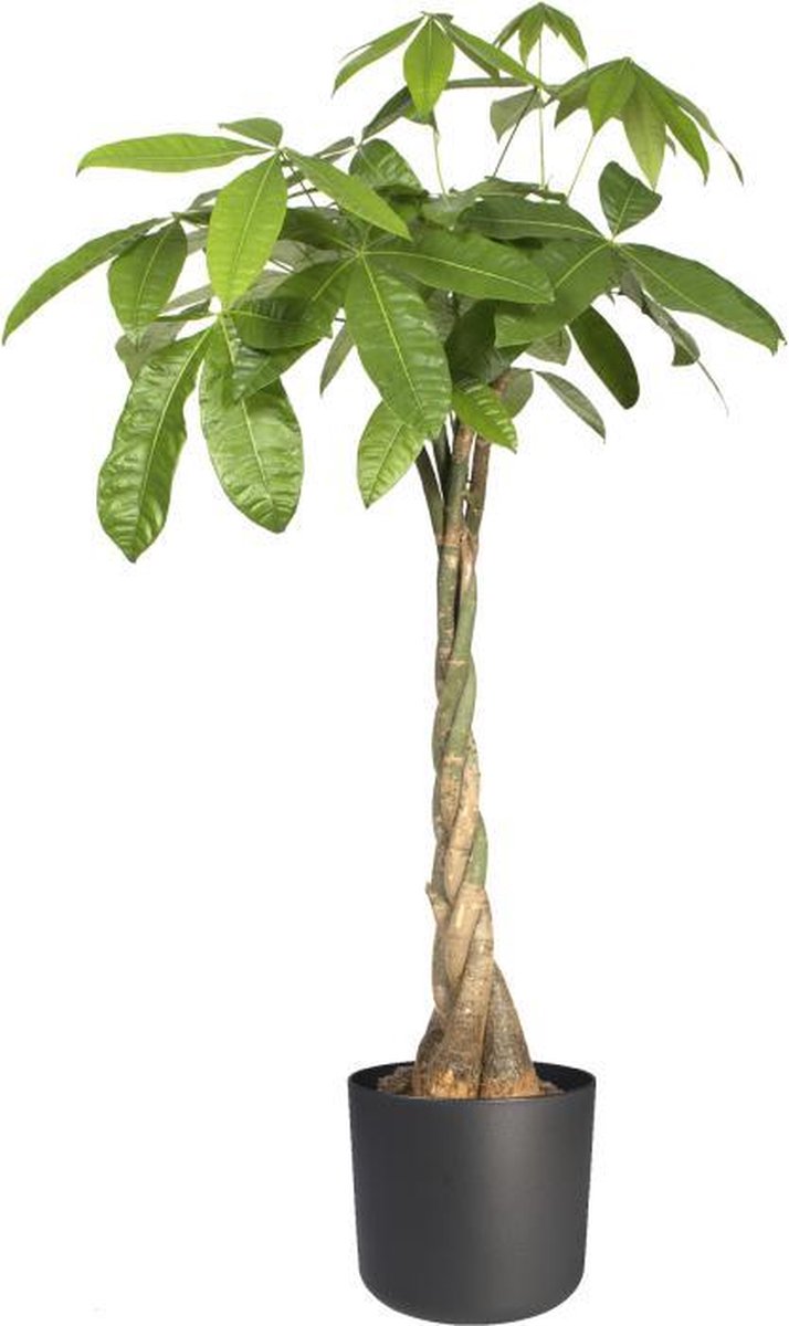  Elho B.for Soft Rond 35 - Bloempot Voor Binnen - Ø 34.5 X H 32.3 Cm - Antraciet