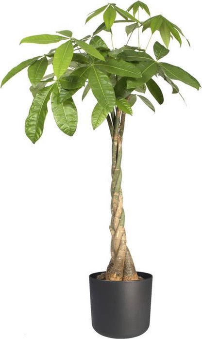 Elho B.for Soft Rond 35 - Bloempot Voor Binnen - Ø 34.5 X H 32.3 Cm - Antraciet