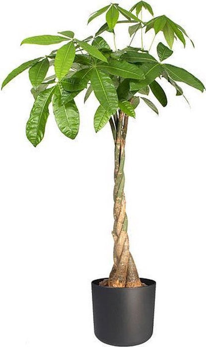  Elho B.for Soft Rond 25 - Bloempot Voor Binnen - Ø 24.7 X H 23.3 Cm - Antraciet