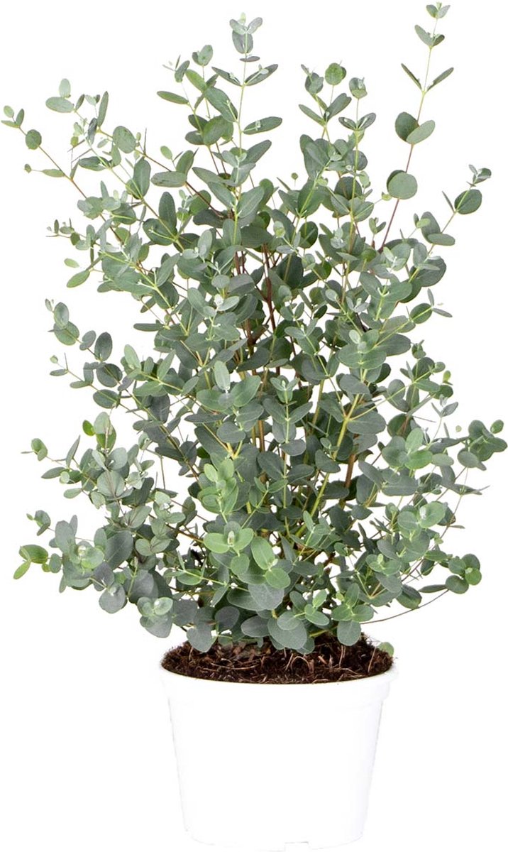  Eucalyptus Gunnii - Gomboom - Heester - Groenblijvend - ⌀17 Cm - 40-50 Cm