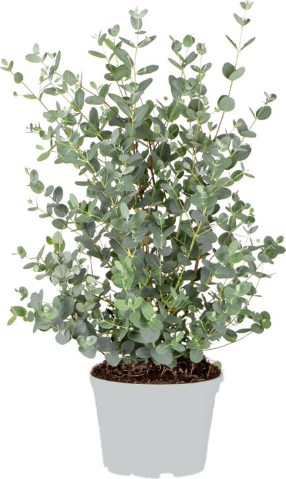 Eucalyptus Gunnii - Gomboom - Heester - Groenblijvend - ⌀17 Cm - 40-50 Cm