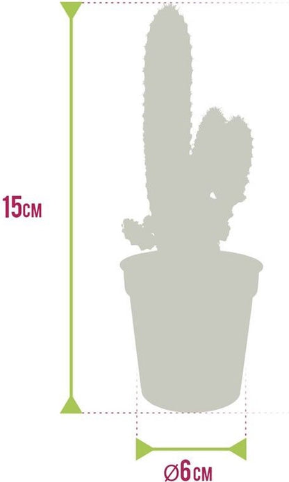  Ecoworld Mini Cactussen - 5 Stuks - Ø 6 Cm - Hoogte 8-15 Cm