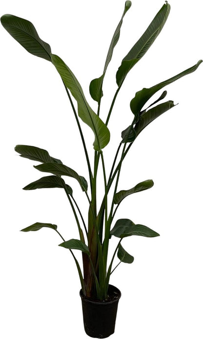  Strelitzia Nicolai - 180cm