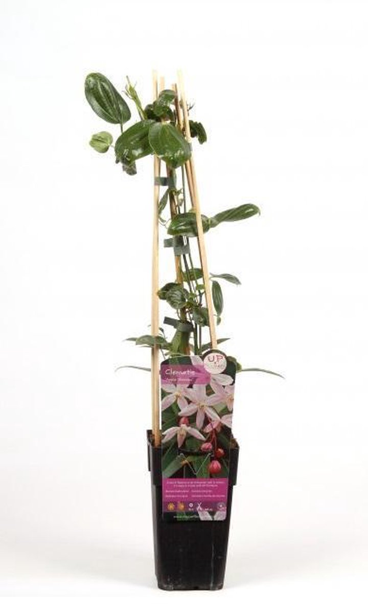  Clematis Apple Blossom | Roze - Meerjarig En Groenblijvend / Wintergroen - Winterharde Tuinplanten - Klimplant | 1.5 Liter Pot