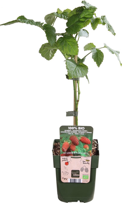 Merkloos Rubus 'Tayberry' - Taybes - BIO Fruitplant