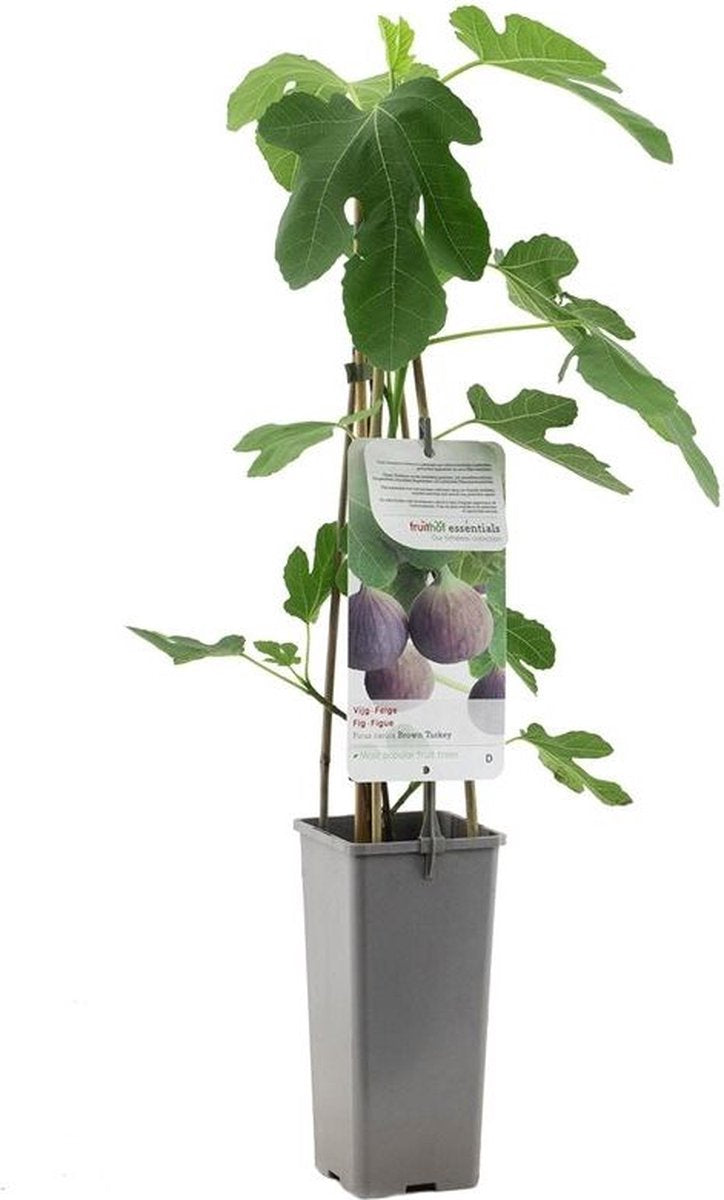Merkloos Vijgenplant - Brown Turkey - Kleinfruit - Fruitstruik - Vijg