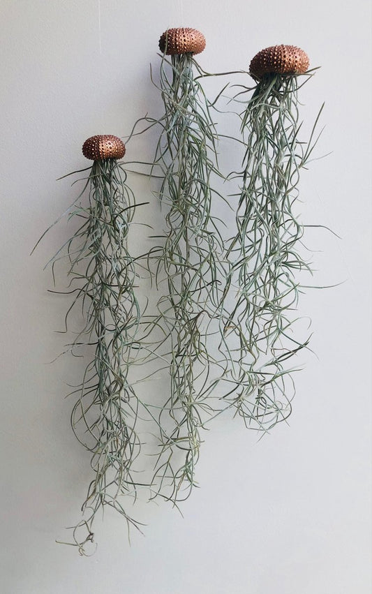  Set Van 3 Jelly-Fish Met Koperkleurige Zee-egels En Spaans Mos/cadeau/hangplant/decoratie/tuin/orgineel Kado/handgemaakt/verjaardag/moederdagcadeau/kadotip/tillandsia/geschenk/plant/kamerplant/groenkado/voor Haar/voor Hem/moeder/woonkamer/pasen/lente