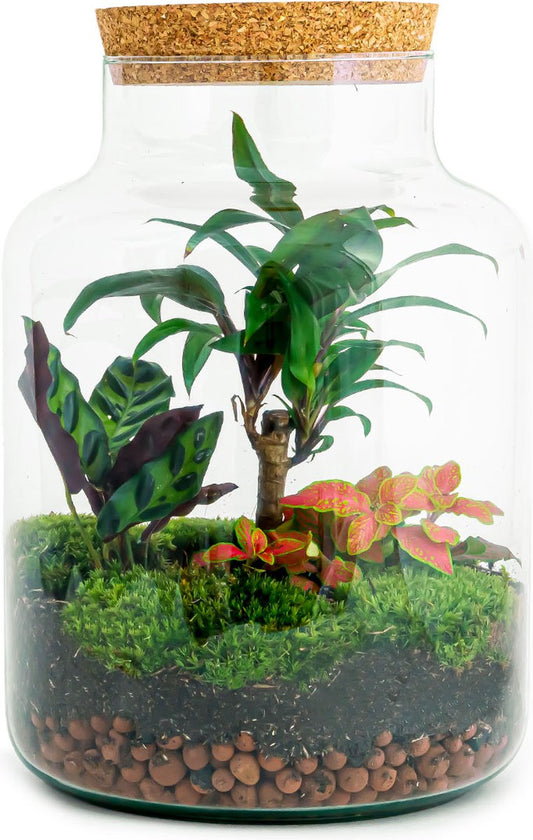  Planten Terrarium DIY - Milky Palm - ↑ 30 Cm - Ecosysteem Plant - Kamerplanten - DIY Planten Terrarium - Mini Ecosysteem