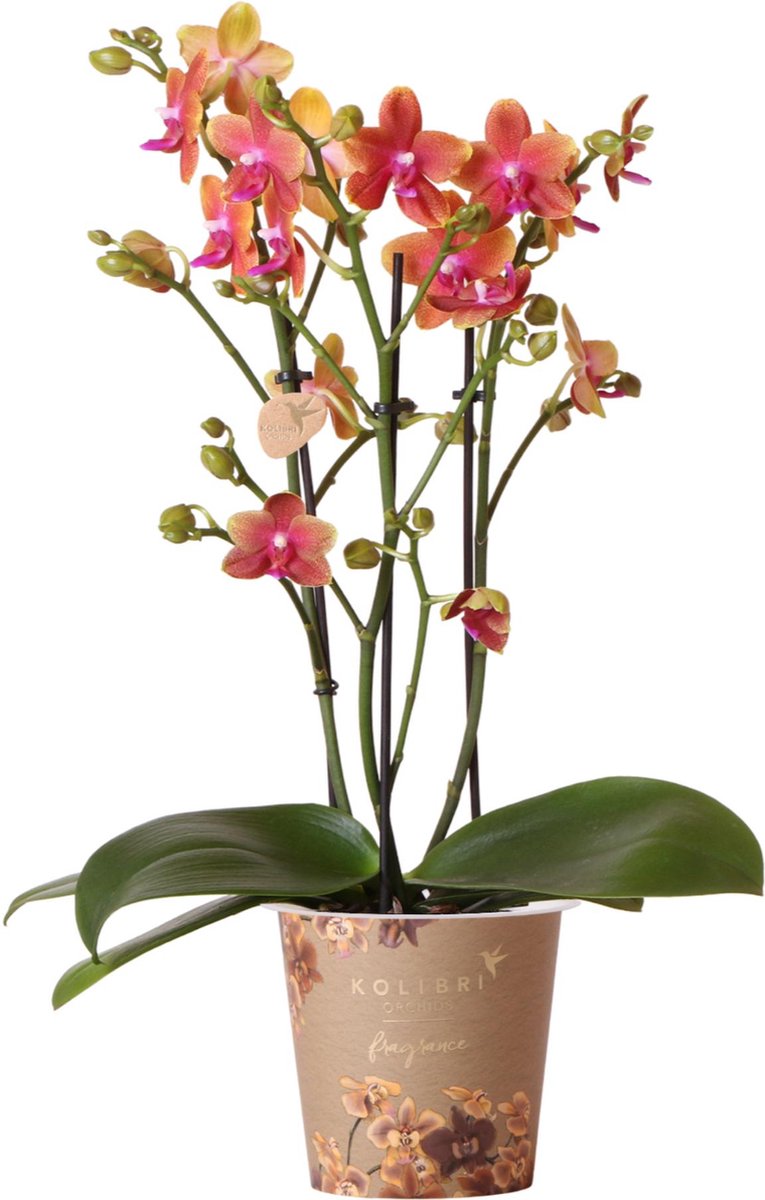 Kolibri Orchids | Oranje Geurende Phalaenopsis Orchidee - Fragrance Orange - Potmaat Ø12cm | Bloeiende Kamerplant - Vers Van De Kweker