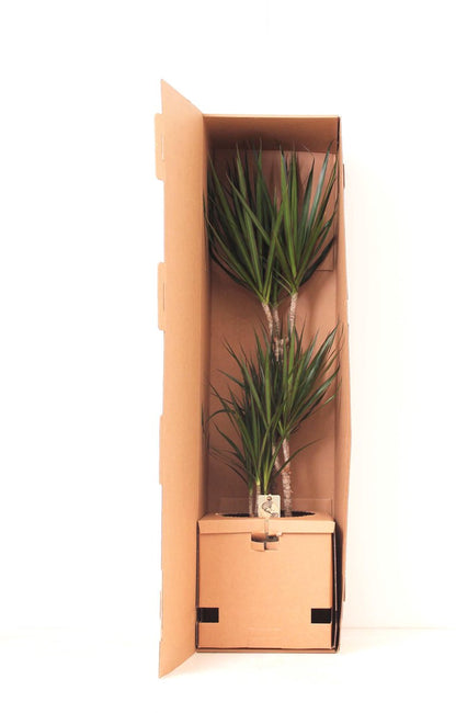  XXL Dracaena Marginata, Drakenbloedboom - 120cm Hoog, ø21cm Potmaat - Grote Kamerplant ,Tropische Palm - Vers Van De Kwekerij, Luchtzuiverend, Makkelijke Verzorging