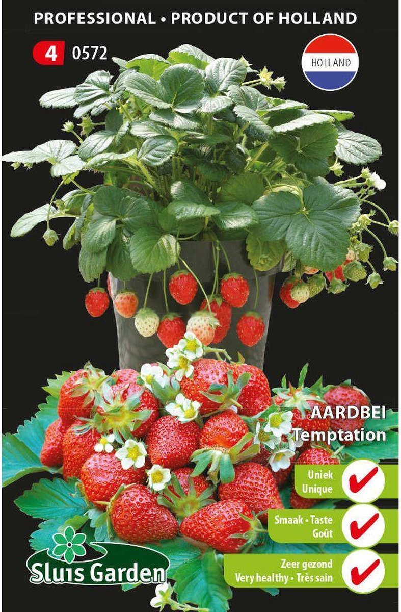  Sluis Garden - Aardbei Temptation (semi-grootvruchtig)