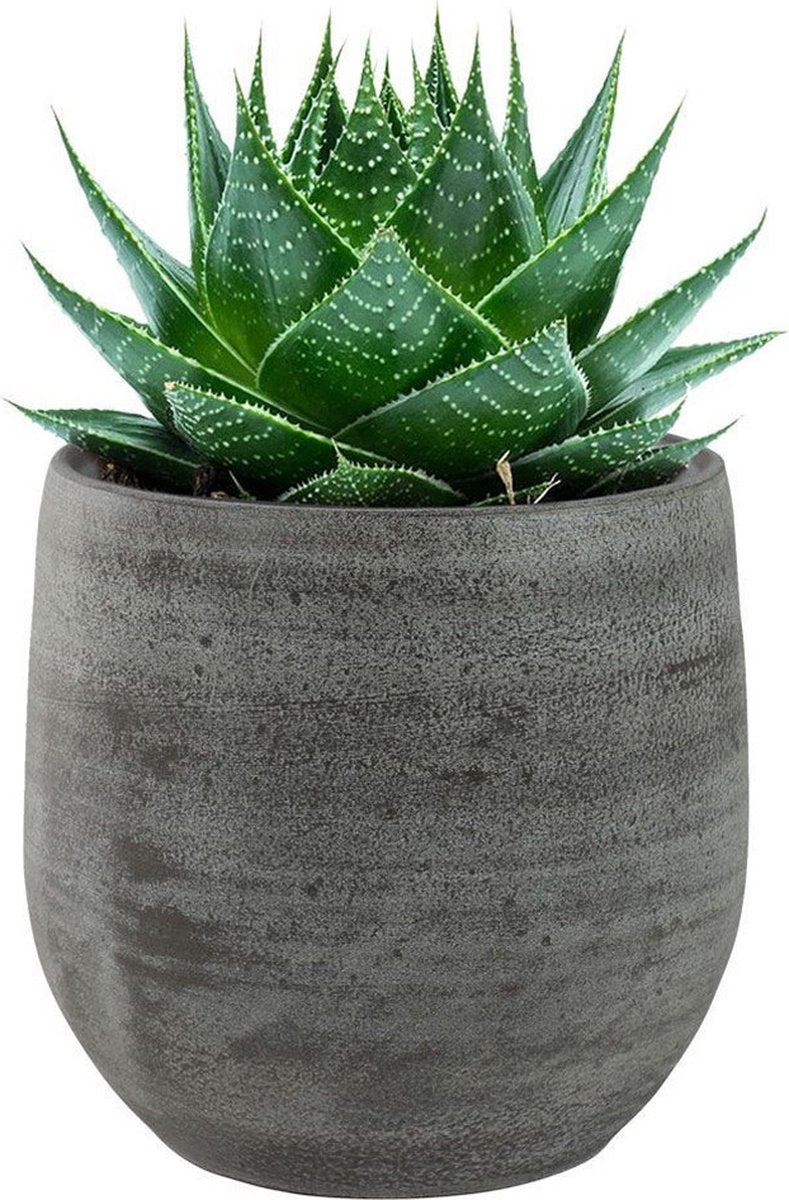  Pot Esra Mystic Grey Bloempot Binnen 15 Cm