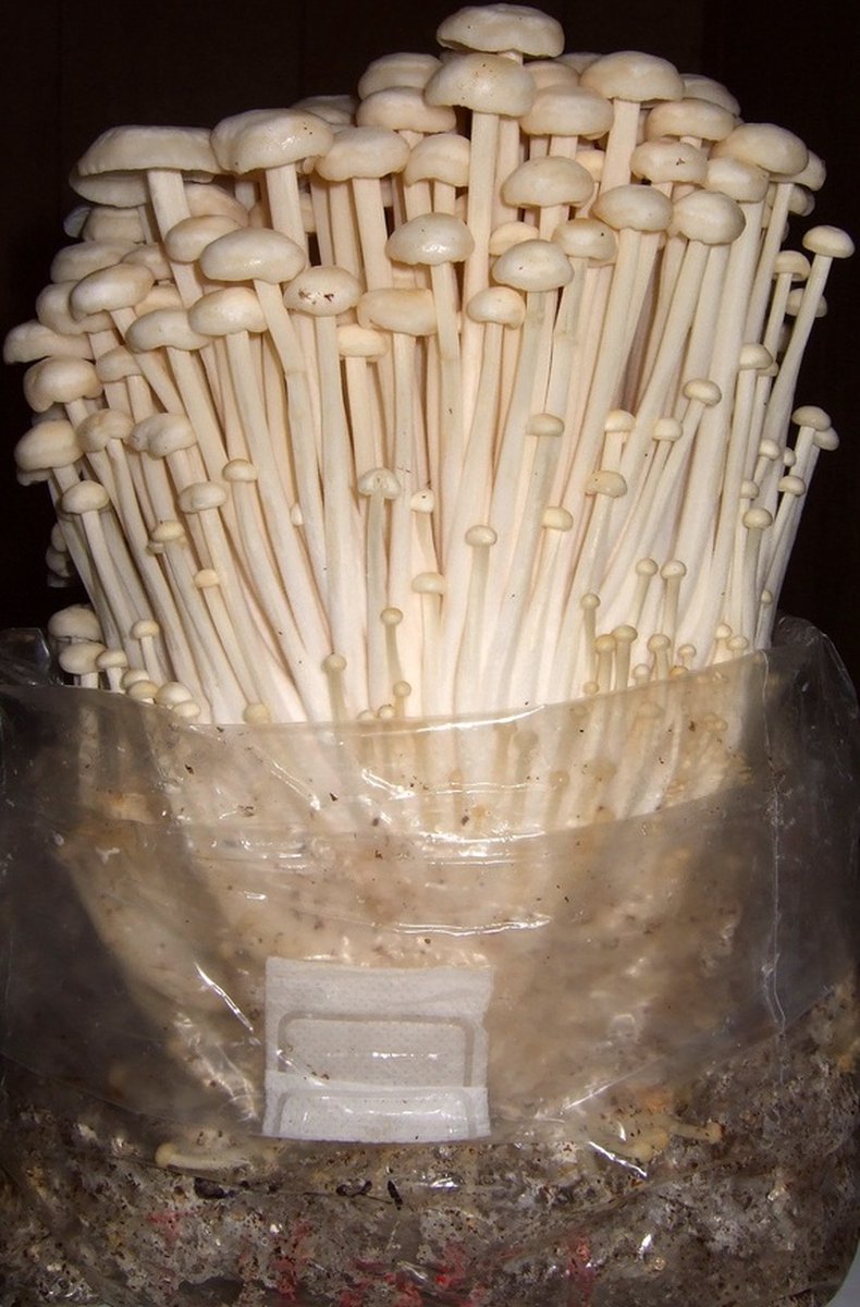  ToshiFarm Broed Voor Enoki - 50 Gram - Zelf Enoki Kweken - Broed Voor Fluweelpootje - Paddenstoel Sporen - Eco Cadeau