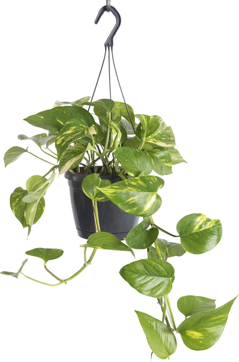  WL Plants - Epipremnum Aureum - Drankenklimop - Hangplant - Hangplanten Voor Binnen - Kamerplanten - Ook Geschikt Als Klimplant - Gemakkelijk Te Verzorgen - ± 30cm Hoog - 17cm Diameter - In Kweekpot
