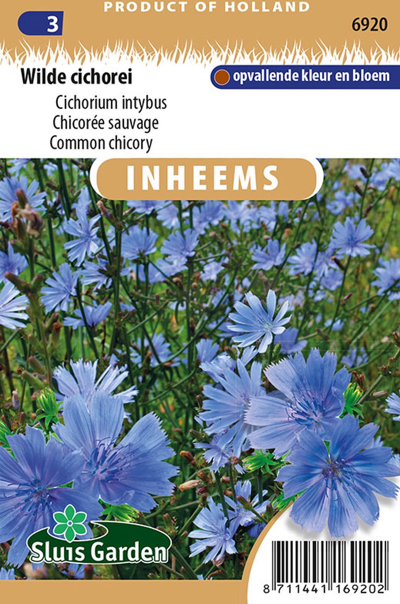  Sluis Garden - Inheemse Bloemenzaden - Wilde Cichorei - Geproduceerd In Nederland