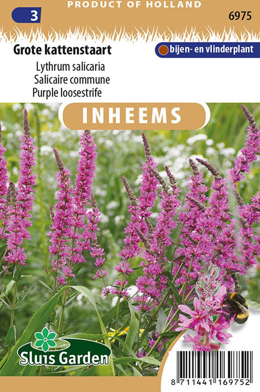  Sluis Garden - Inheemse Bloemenzaden - Grote Kattenstaart - Geproduceerd In Nederland