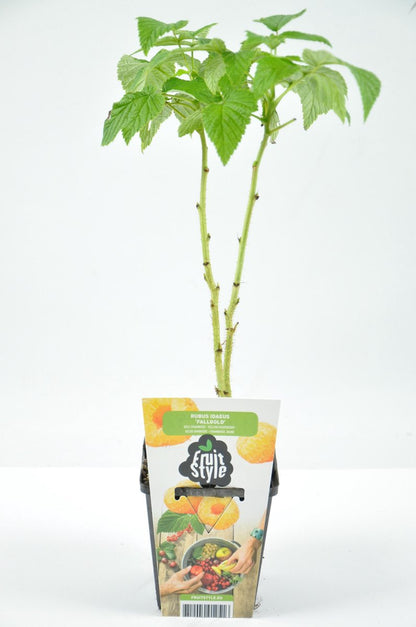  Mini Fruitplanten Mix - Set Van 6 Verschillende Soorten Fruit - Hoogte 30-40 Cm