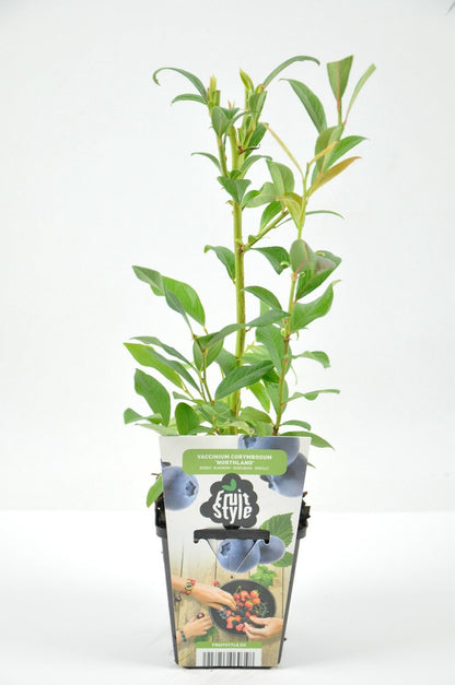  Mini Fruitplanten Mix - Set Van 6 Verschillende Soorten Fruit - Hoogte 30-40 Cm
