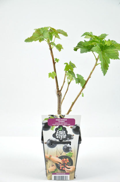  Mini Fruitplanten Mix - Set Van 6 Verschillende Soorten Fruit - Hoogte 30-40 Cm