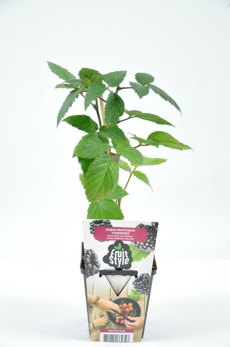 Mini Fruitplanten Mix - Set Van 6 Verschillende Soorten Fruit - Hoogte 30-40 Cm