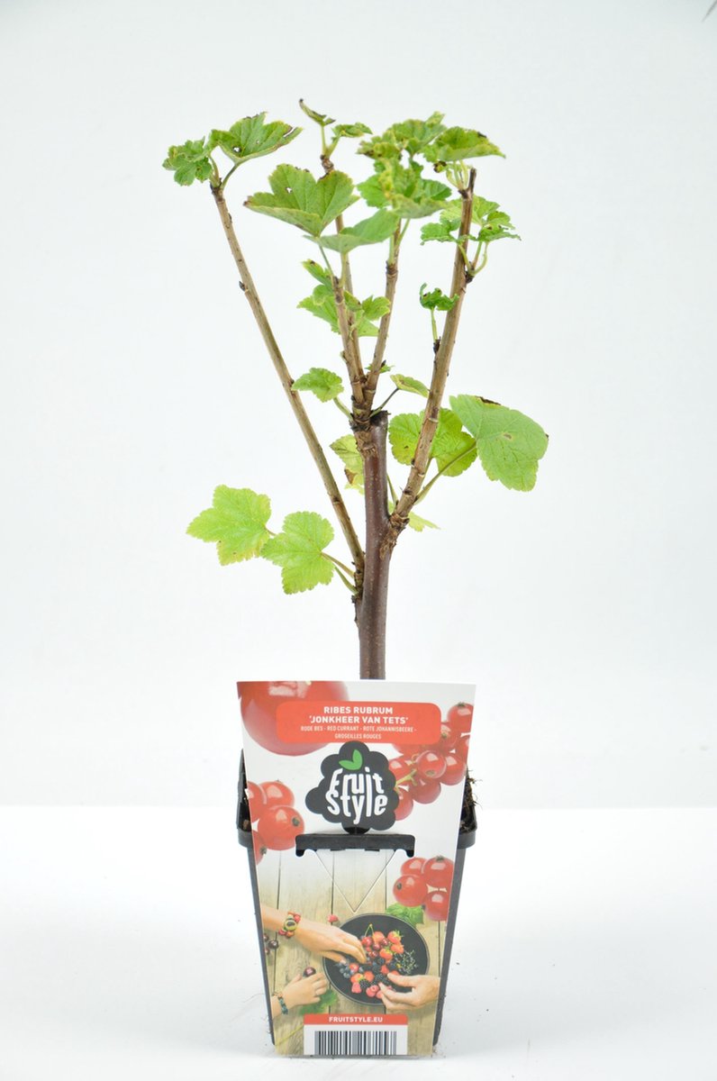  Mini Fruitplanten Mix - Set Van 6 Verschillende Soorten Fruit - Hoogte 30-40 Cm